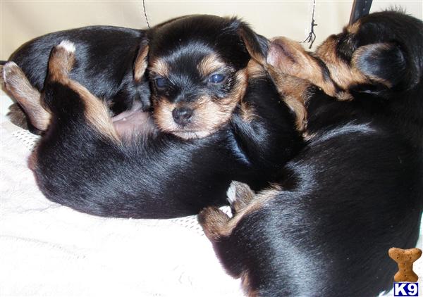 Puppies in Tucson